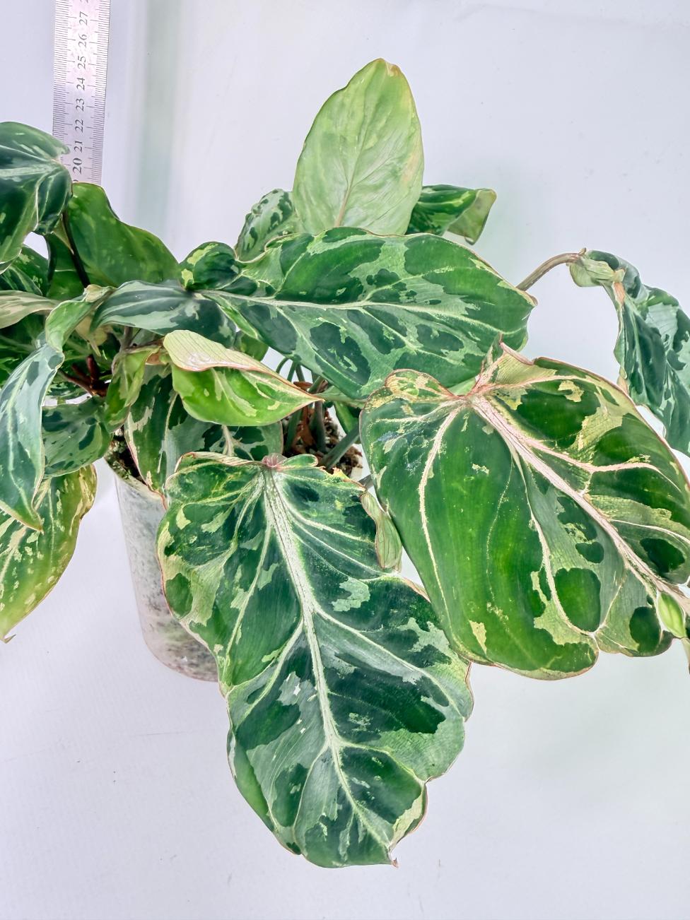 Philodendron Gloriosum Variegata 2