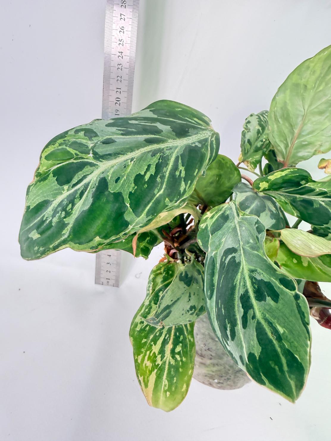 Philodendron Gloriosum Variegata 5
