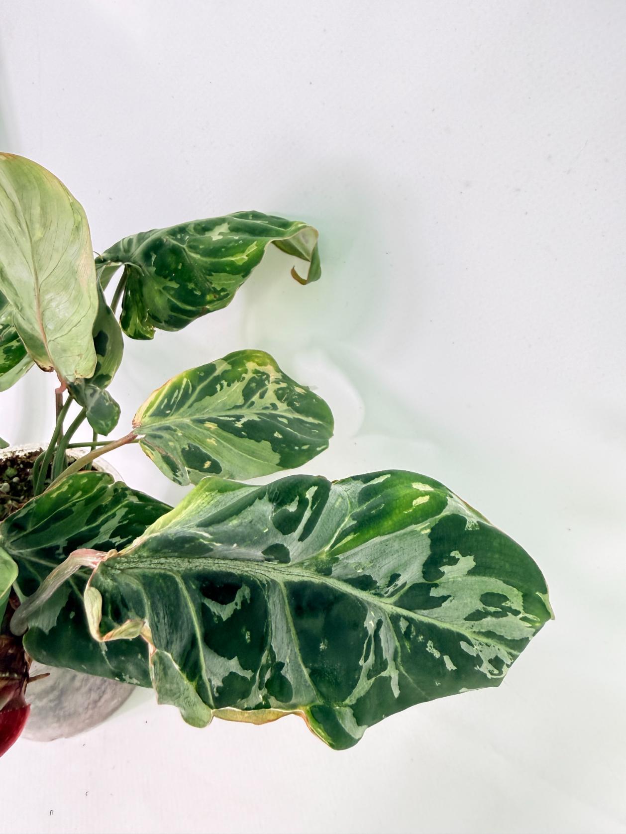 Philodendron Gloriosum Variegata 6