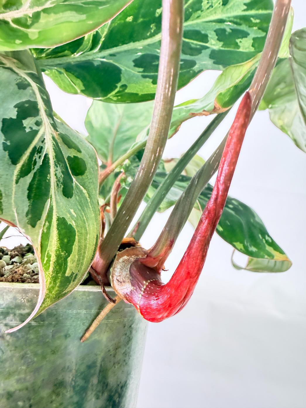 Philodendron Gloriosum Variegata 7