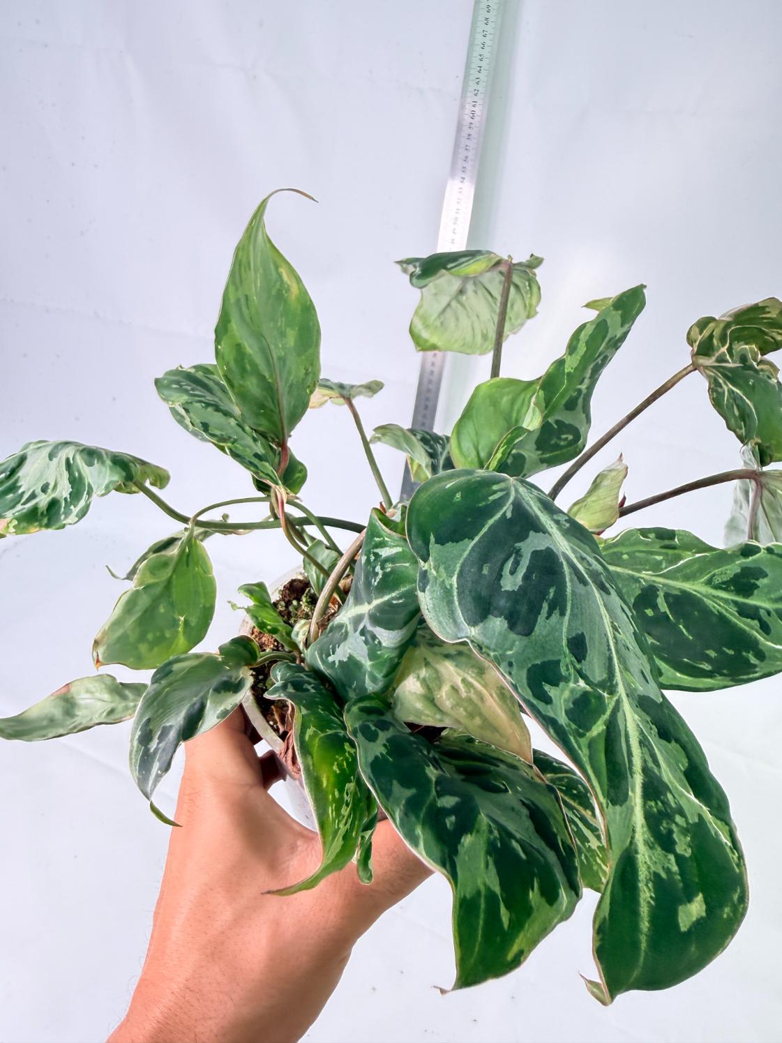 Philodendron Gloriosum Variegata 8