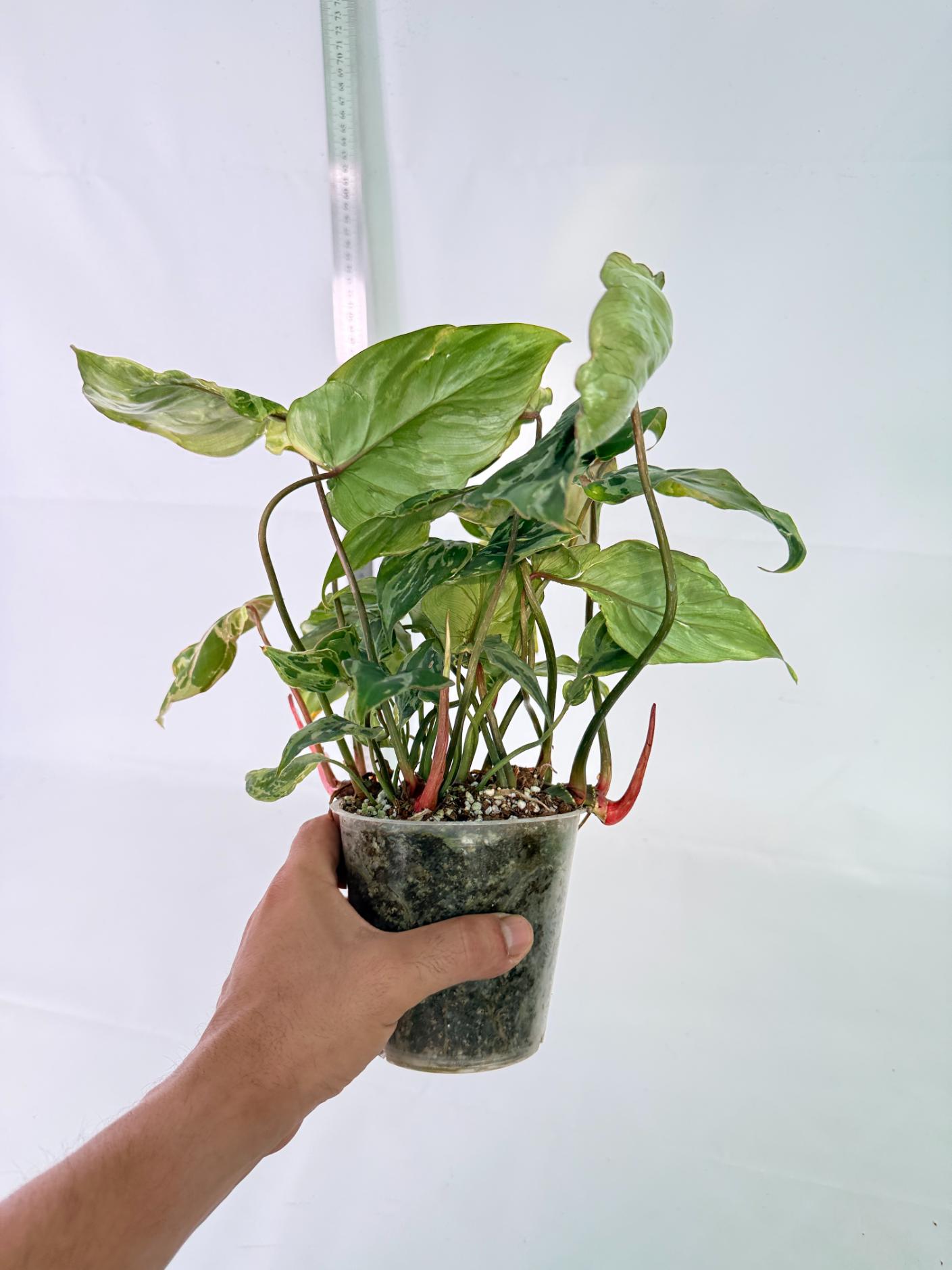 Philodendron Gloriosum Variegata 10
