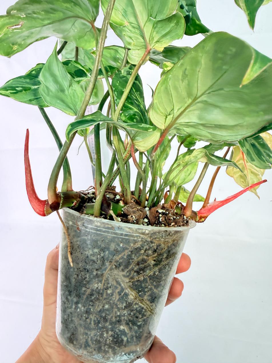 Philodendron Gloriosum Variegata 8