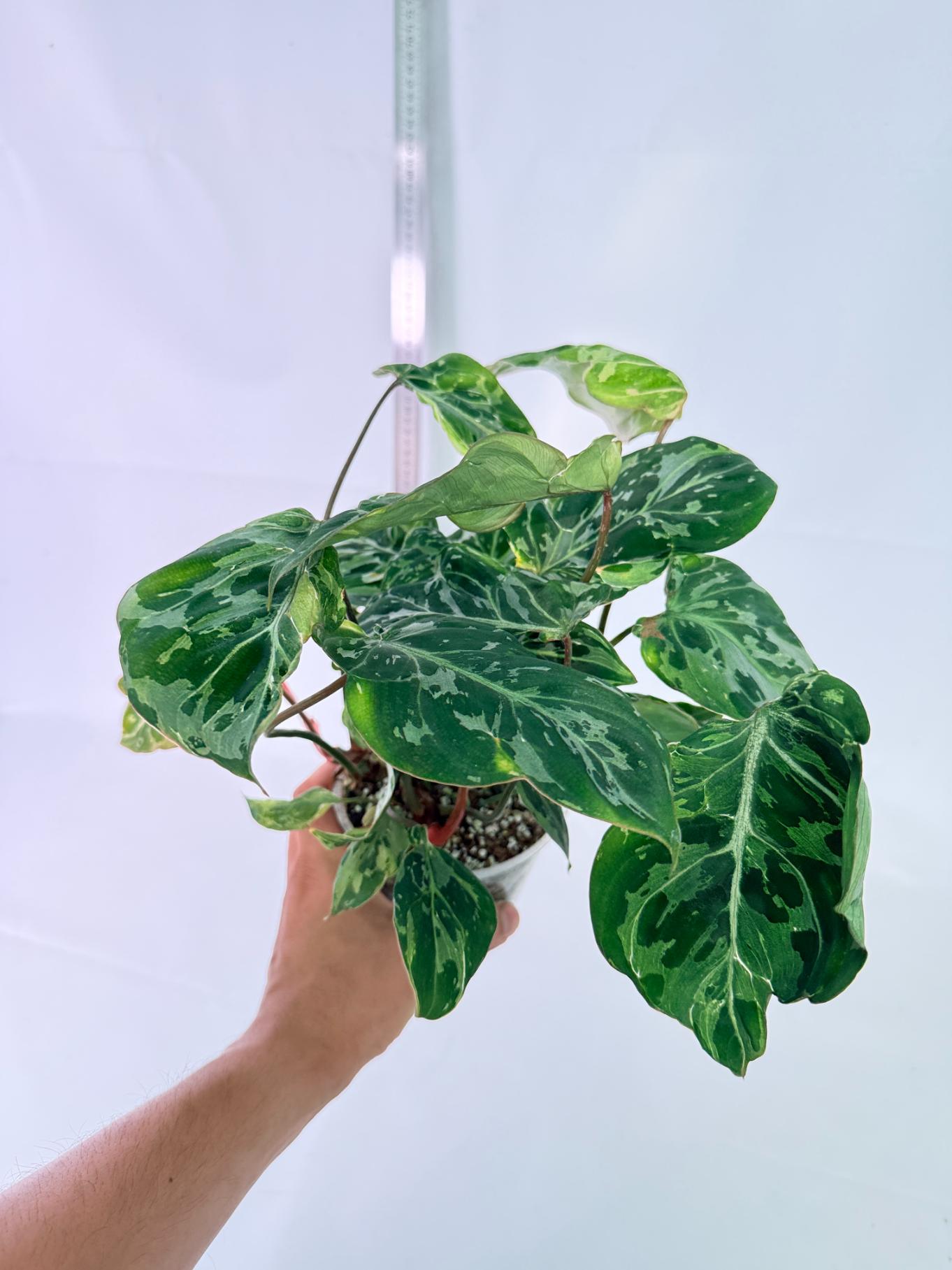 Philodendron Gloriosum Variegata 9