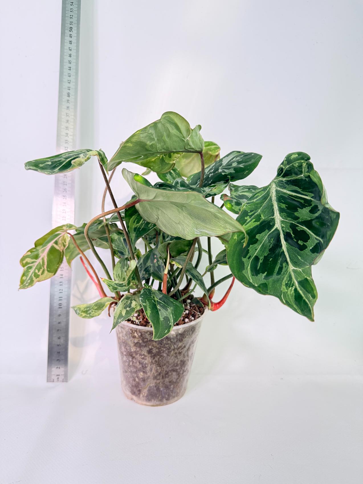 Philodendron Gloriosum Variegata 1