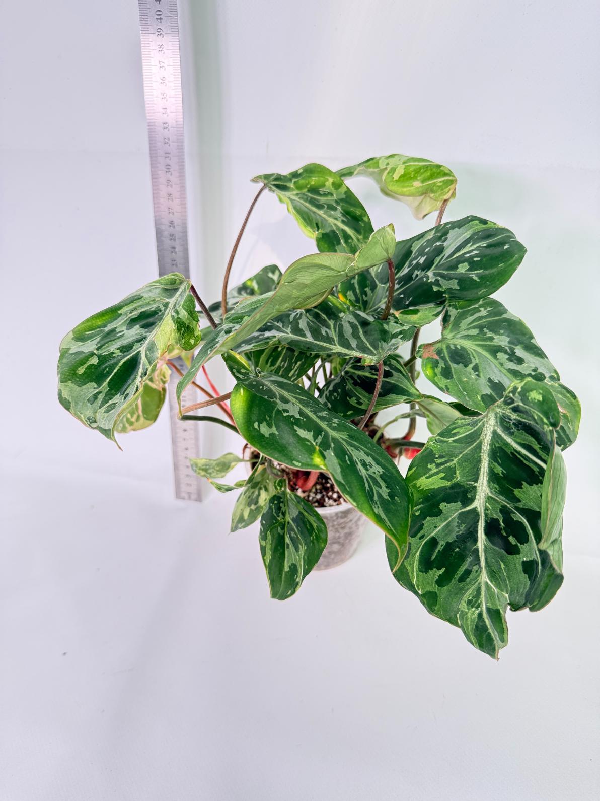 Philodendron Gloriosum Variegata 3