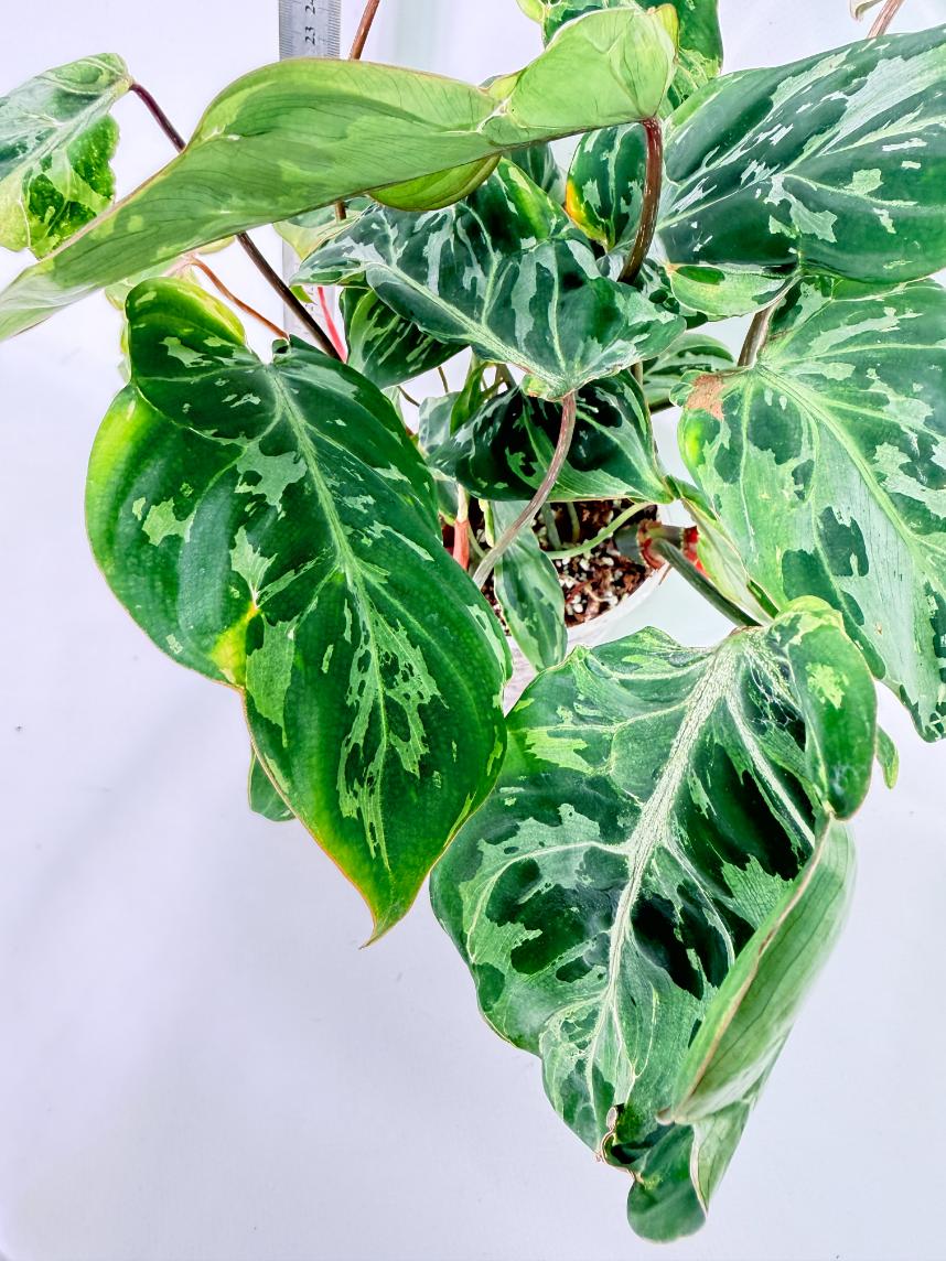 Philodendron Gloriosum Variegata 2