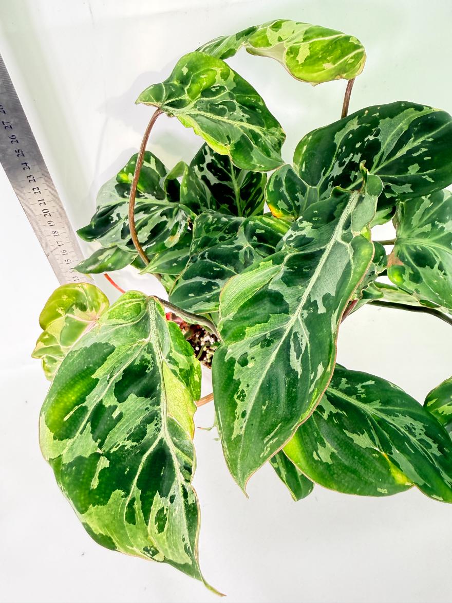 Philodendron Gloriosum Variegata 5