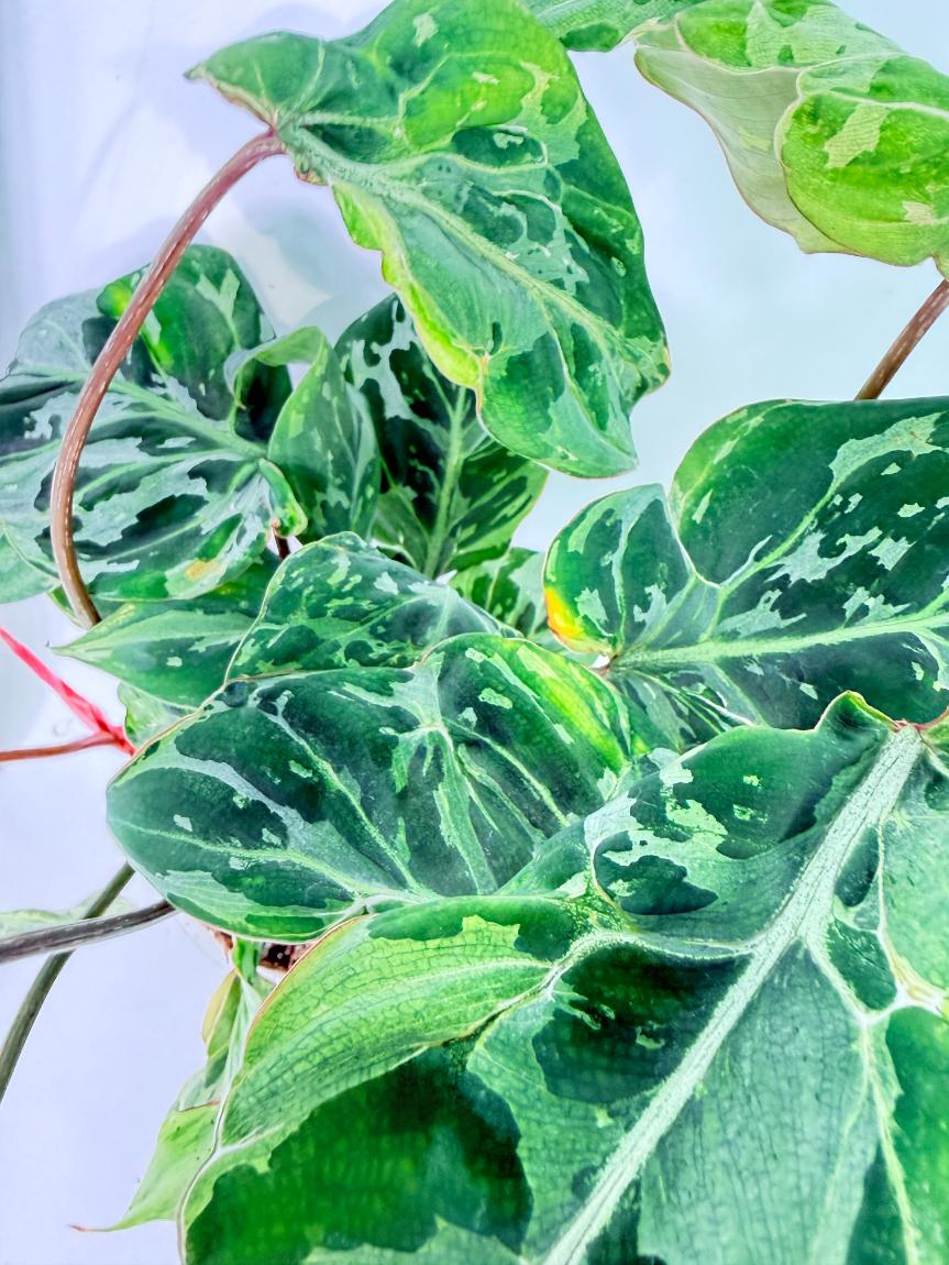 Philodendron Gloriosum Variegata 6
