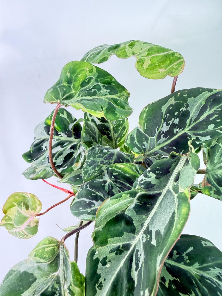 Philodendron Gloriosum Variegata 7