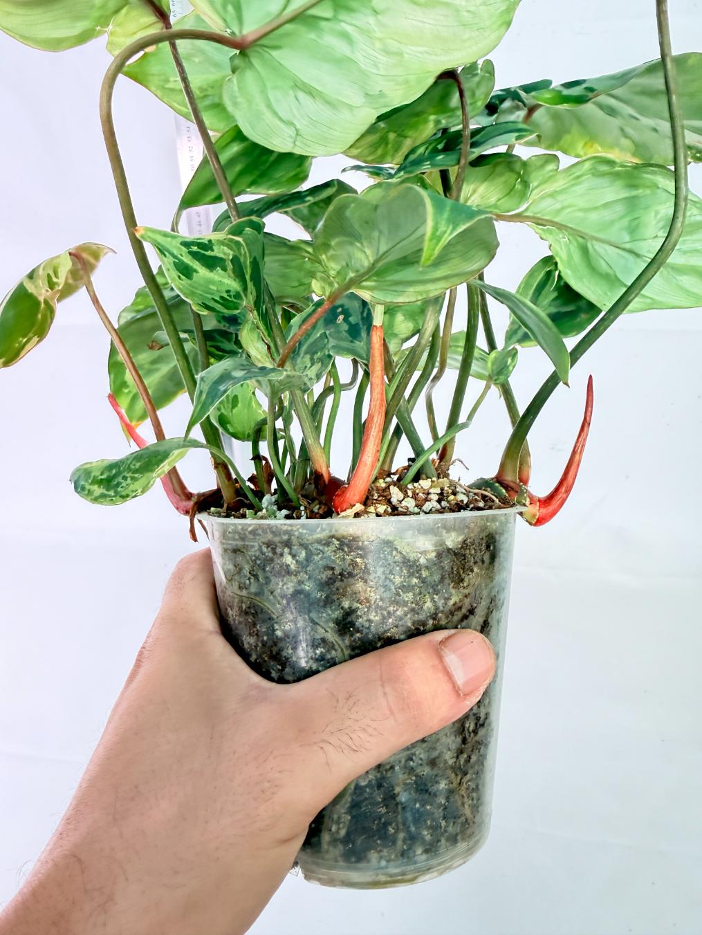 Philodendron Gloriosum Variegata 4