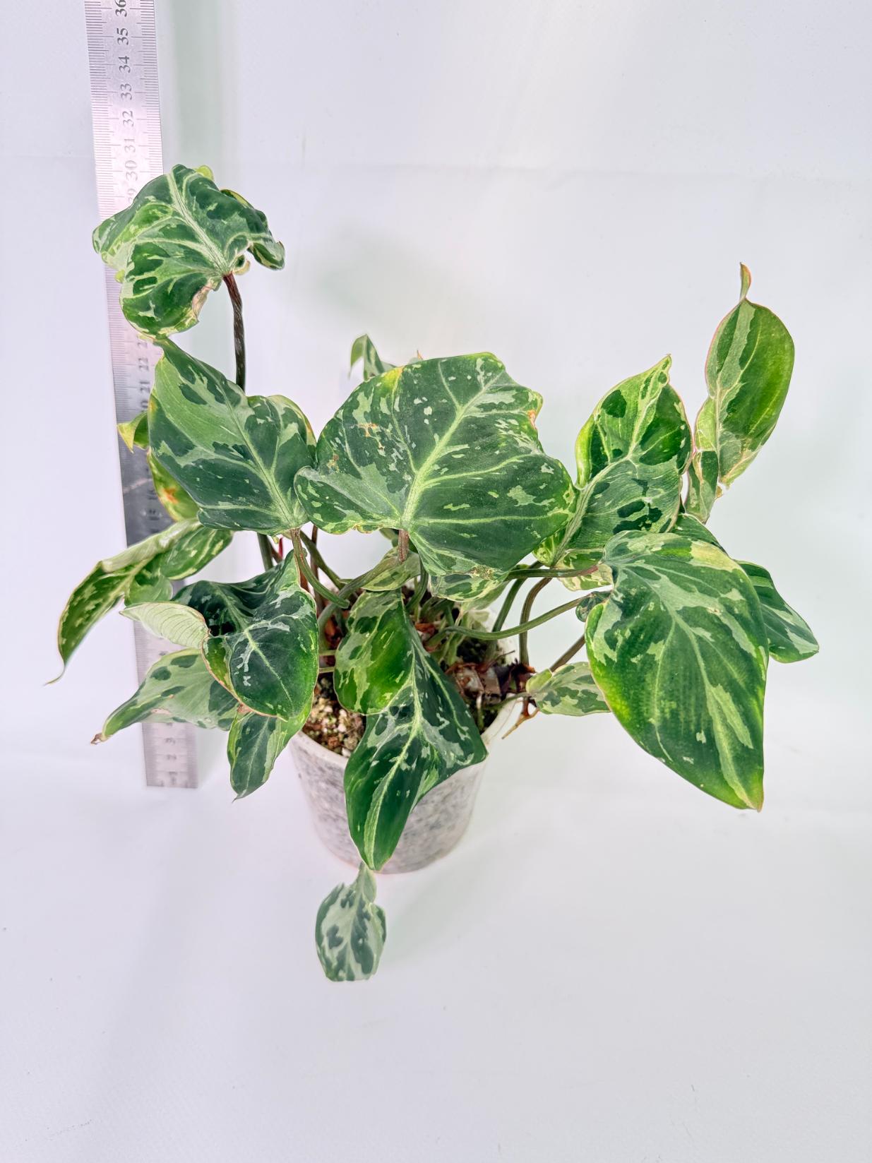 Philodendron Gloriosum Variegata 4