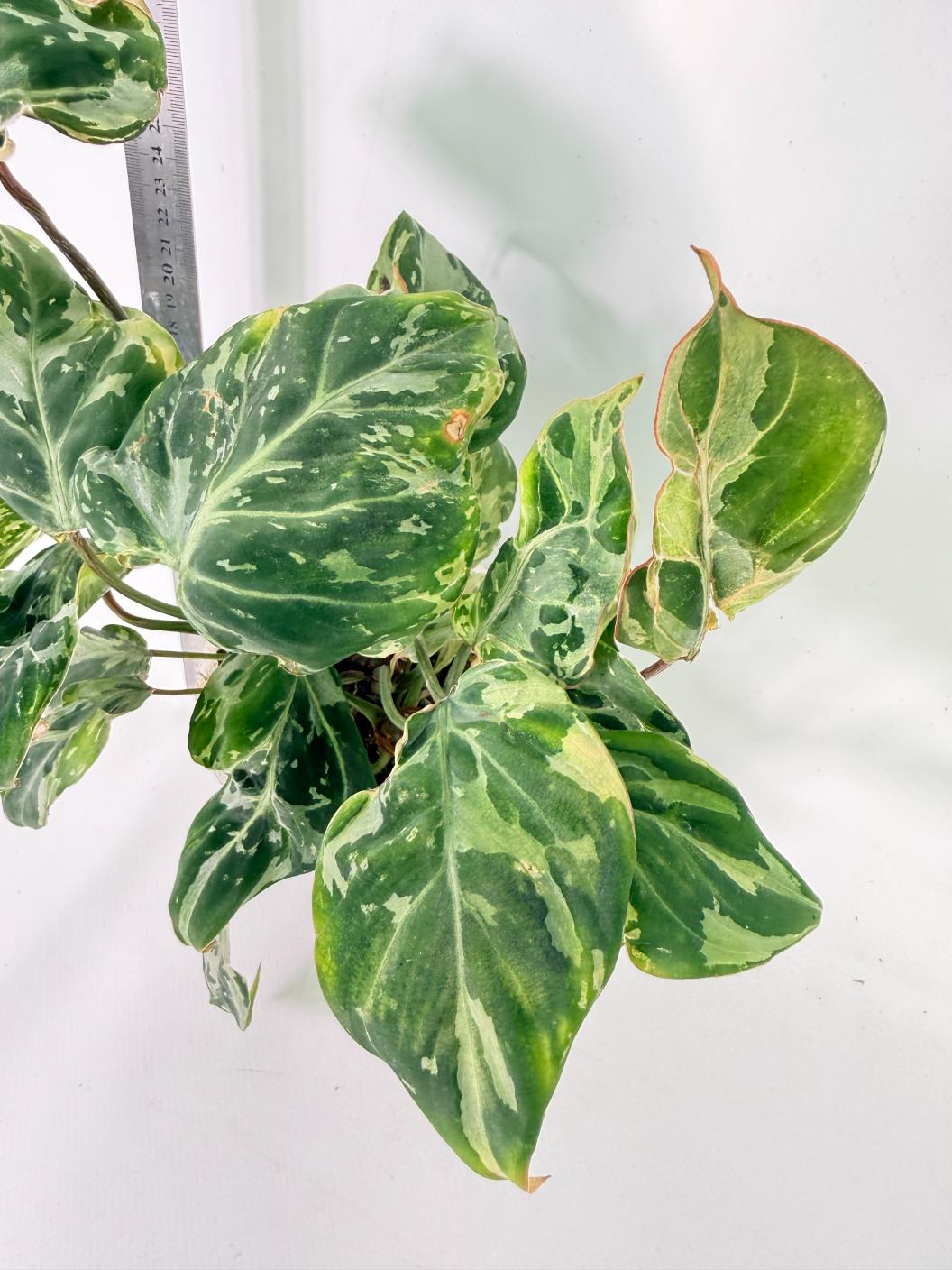 Philodendron Gloriosum Variegata 2