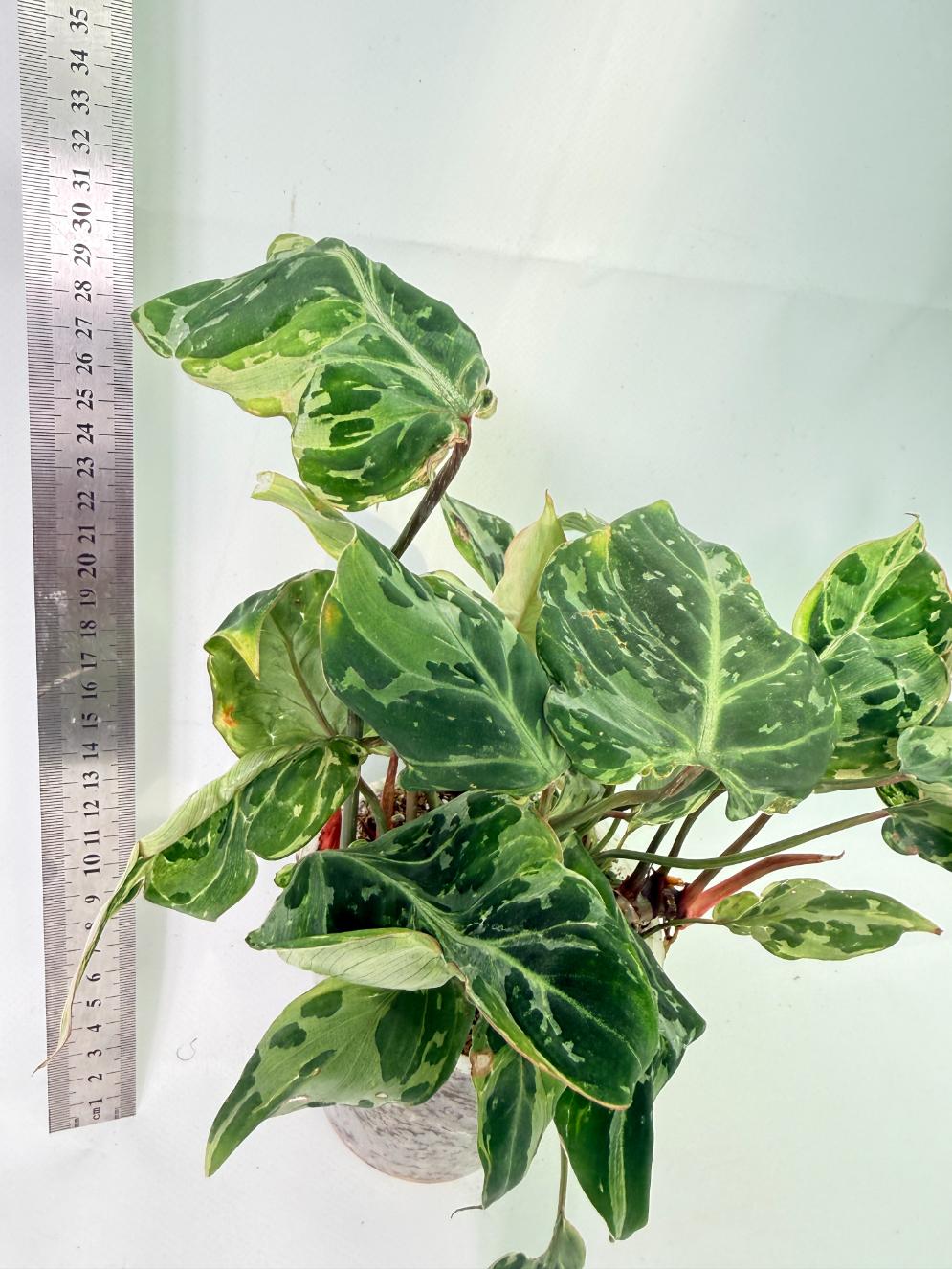 Philodendron Gloriosum Variegata 7