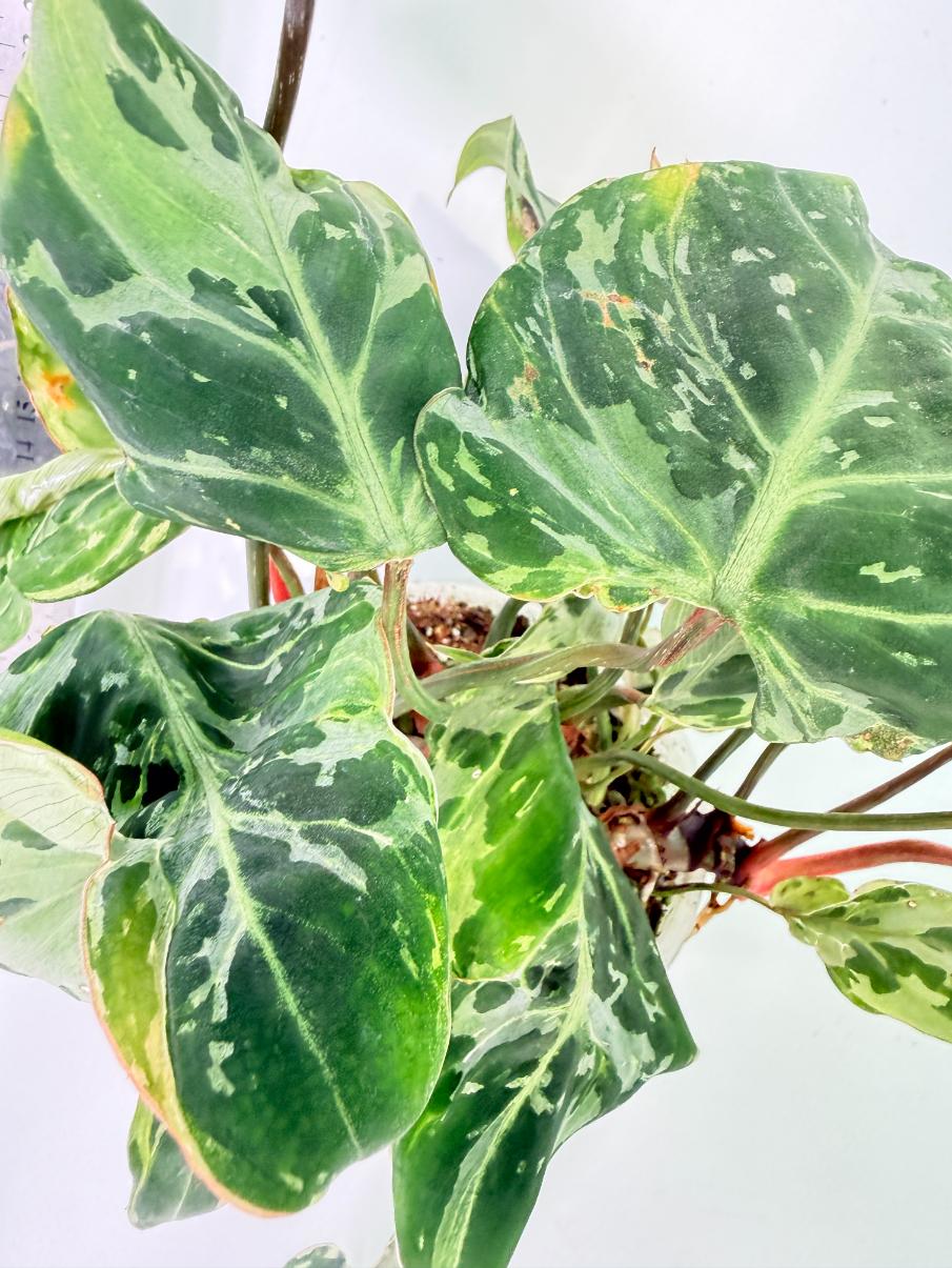 Philodendron Gloriosum Variegata 6