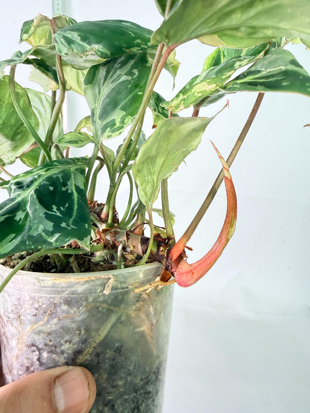 Philodendron Gloriosum Variegata 8