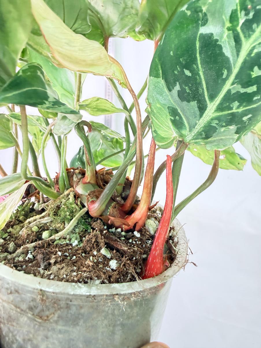 Philodendron Gloriosum Variegata 5