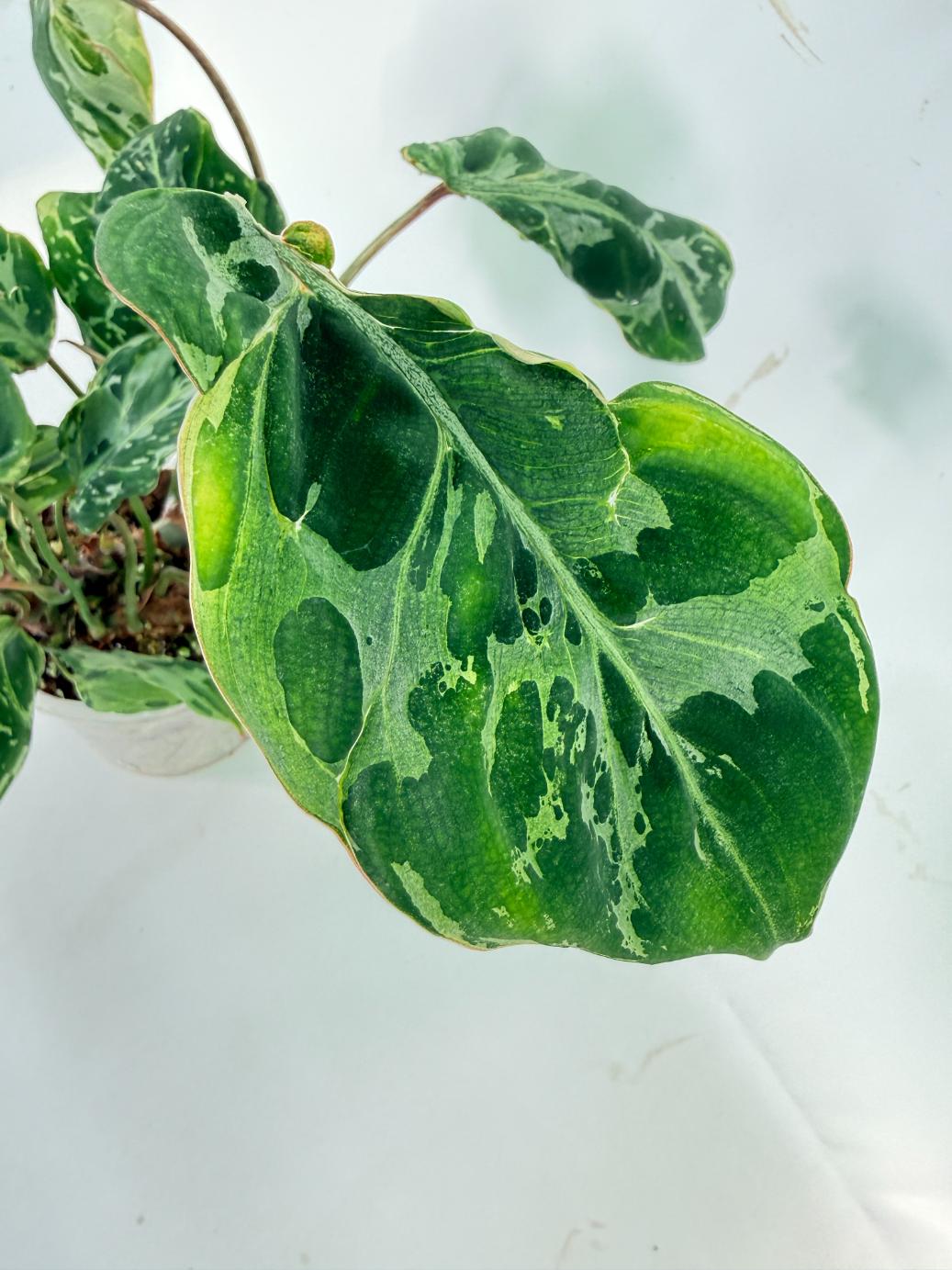 Philodendron Gloriosum Variegata 08