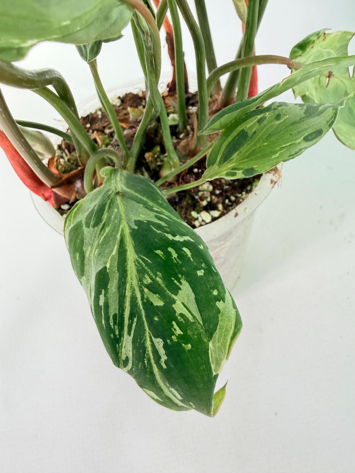 Philodendron Gloriosum Variegata 09