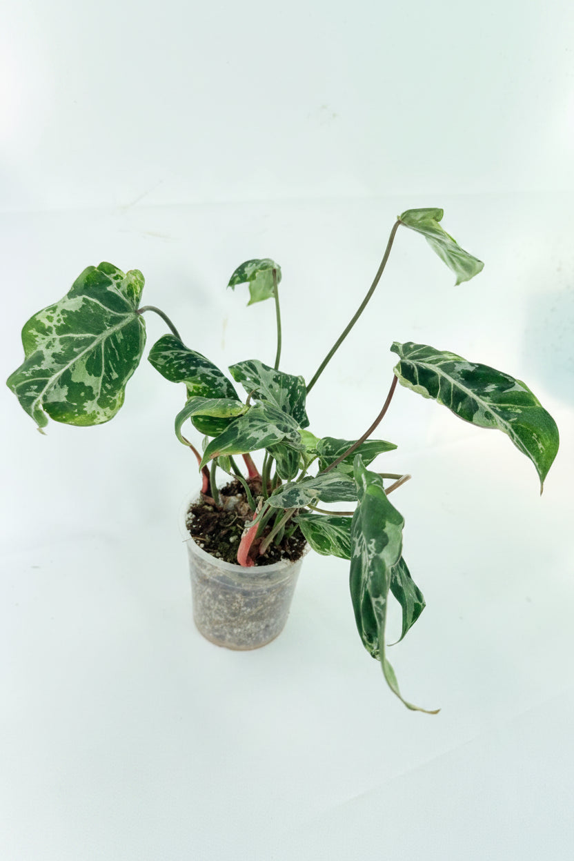 Philodendron Gloriosum Variegata 10