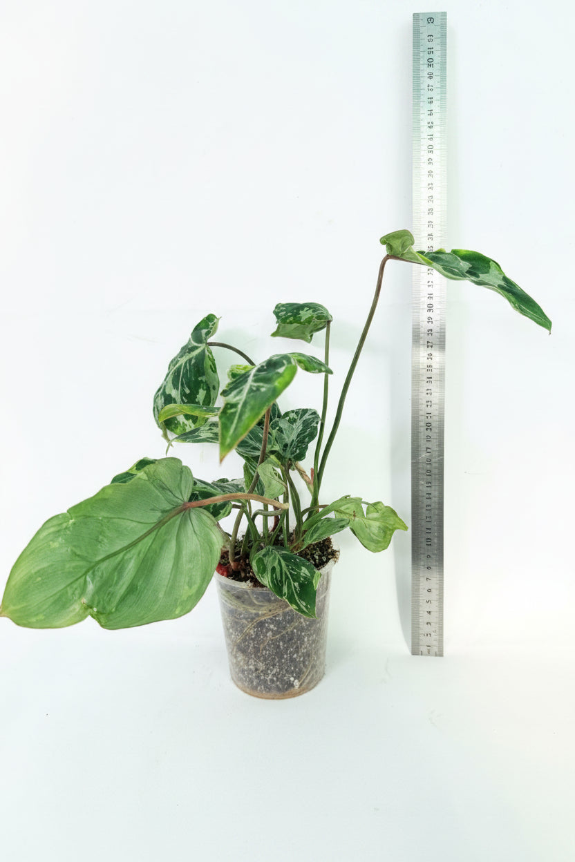 Philodendron Gloriosum Variegata 0
