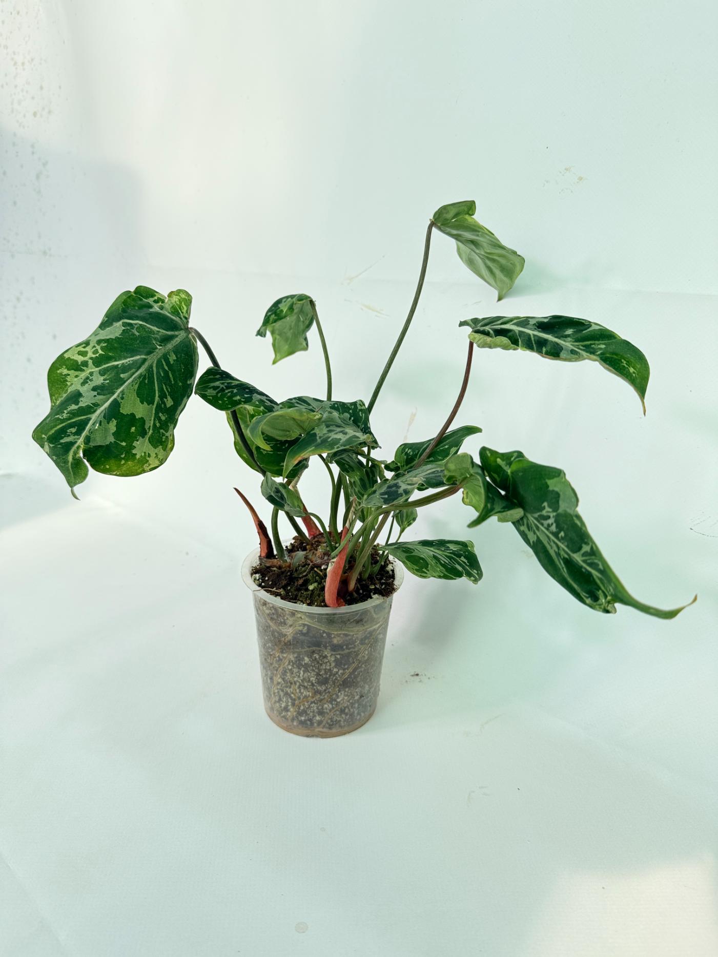 Philodendron Gloriosum Variegata 03
