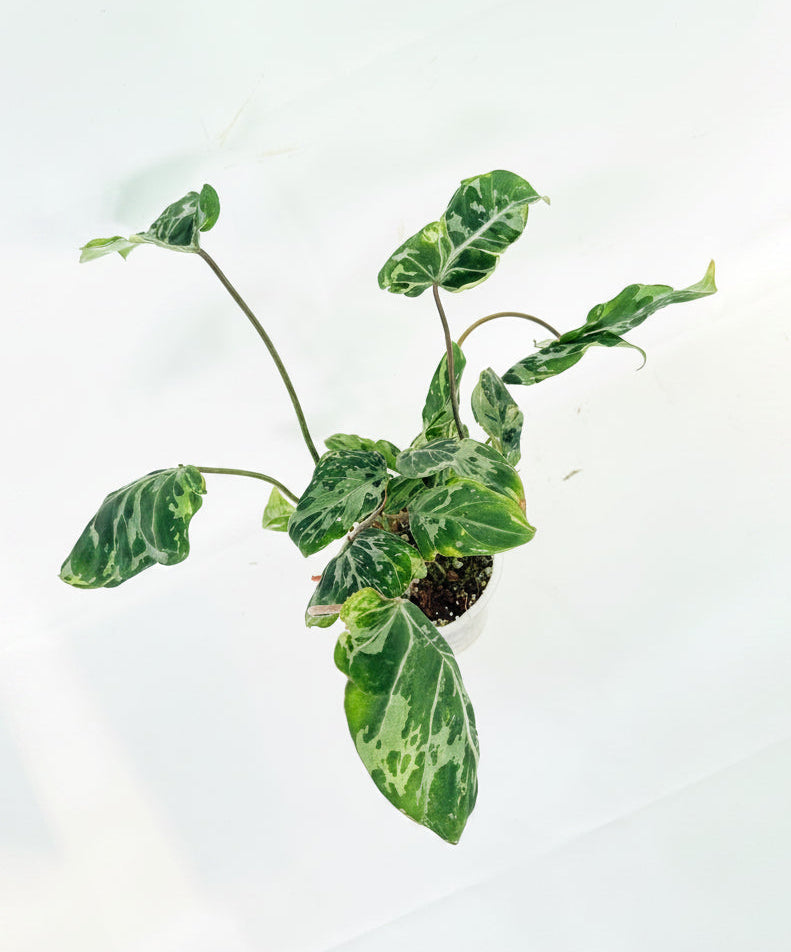 Philodendron Gloriosum Variegata 04