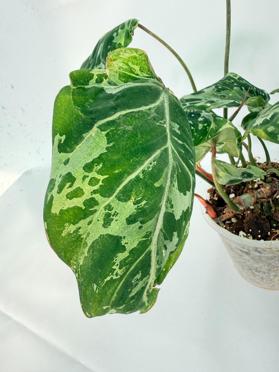 Philodendron Gloriosum Variegata 05