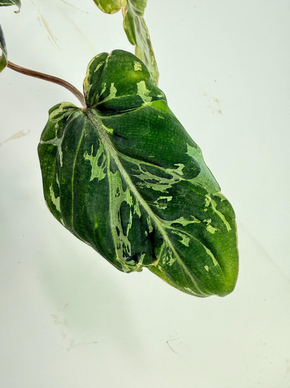 Philodendron Gloriosum Variegata 06