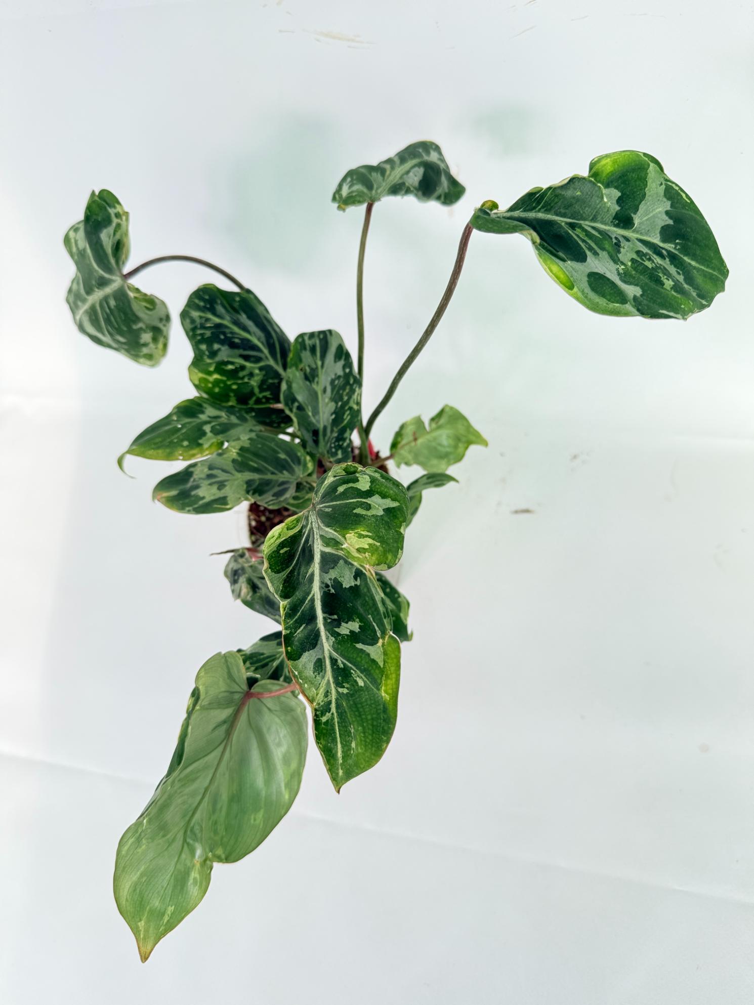 Philodendron Gloriosum Variegata 01