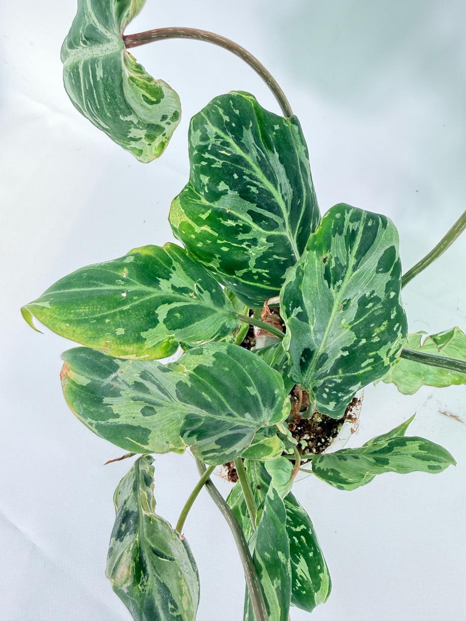Philodendron Gloriosum Variegata 07