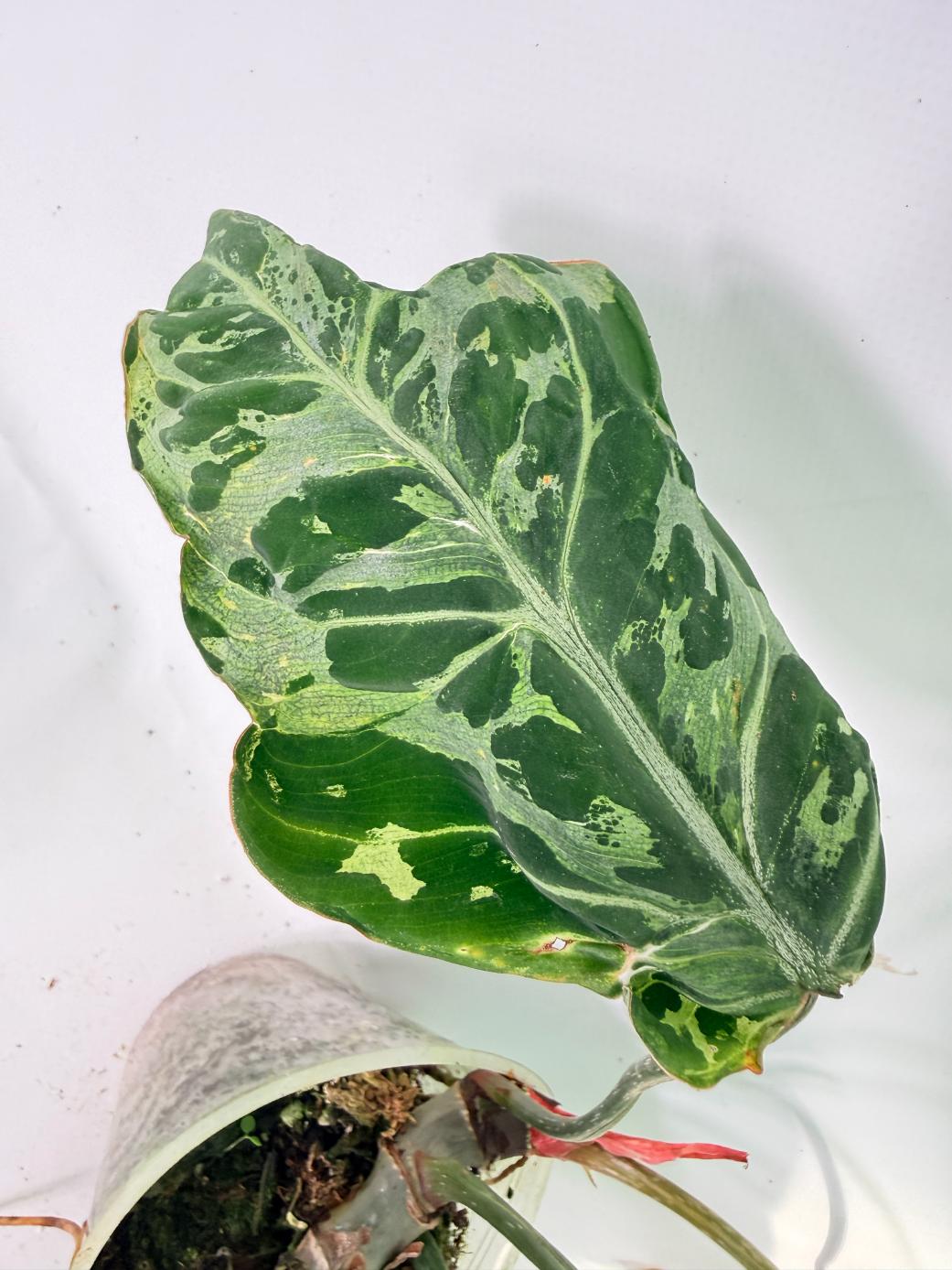 Philodendron Gloriosum Variegata 09