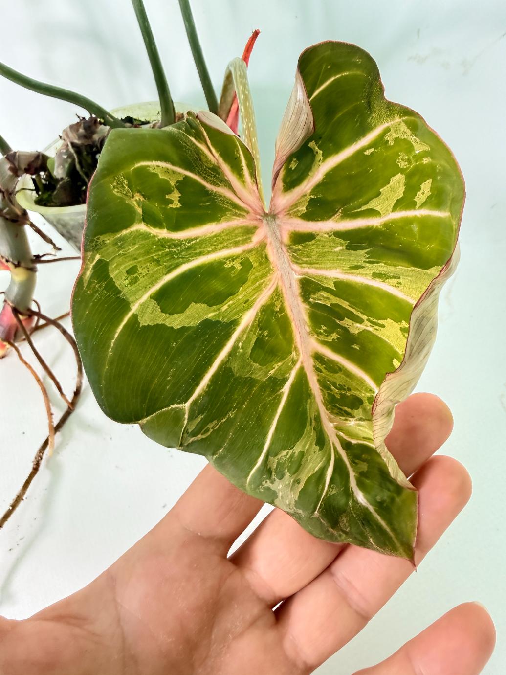 Philodendron Gloriosum Variegata 10