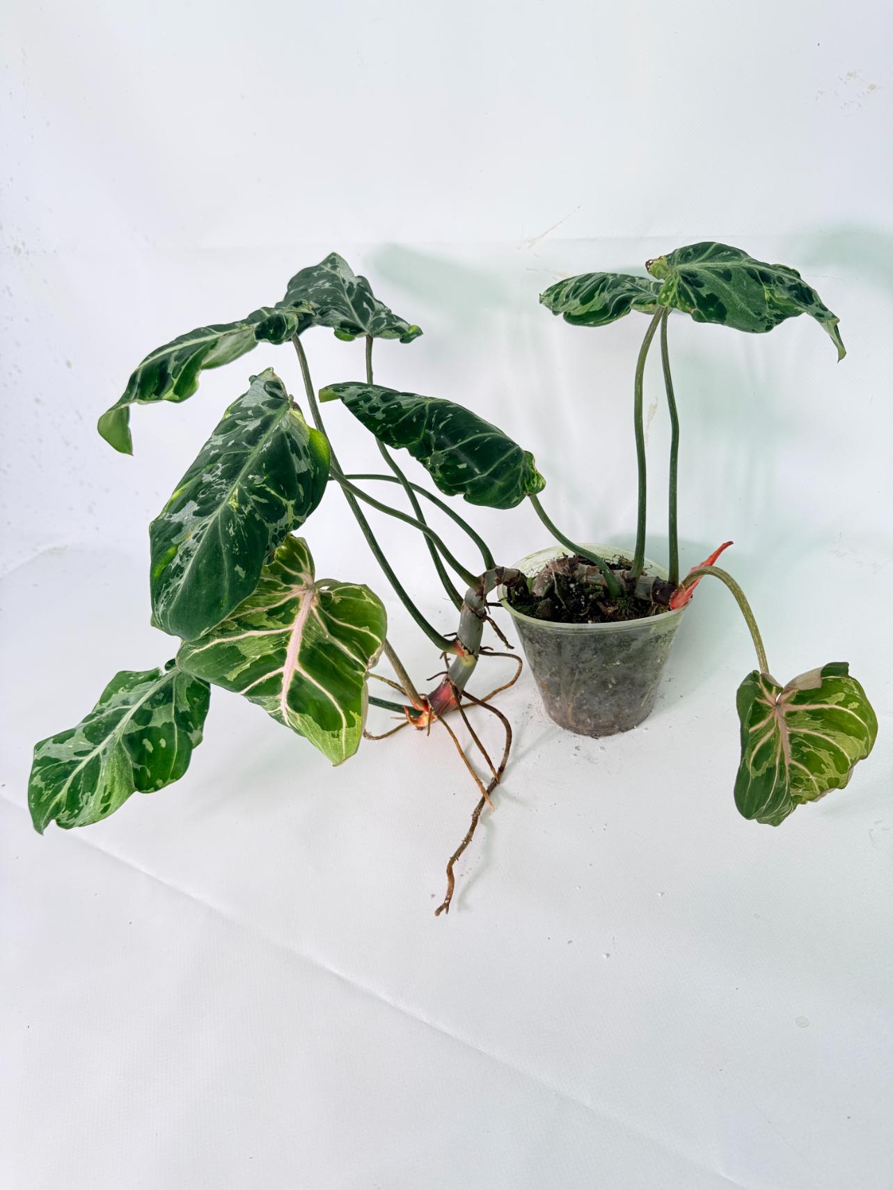 Philodendron Gloriosum Variegata 11