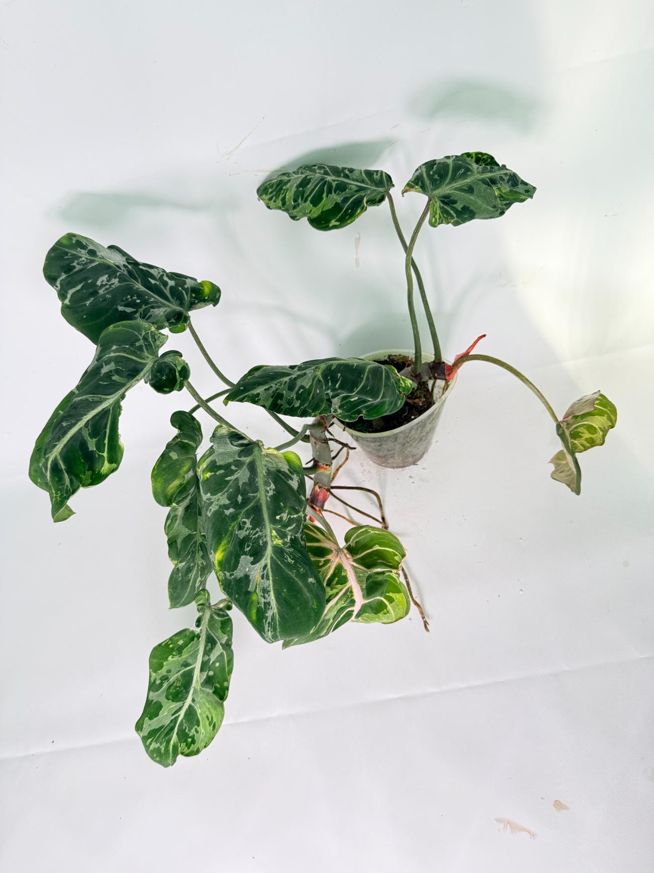 Philodendron Gloriosum Variegata 12