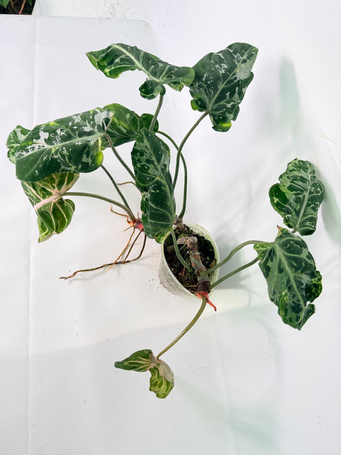 Philodendron Gloriosum Variegata 01