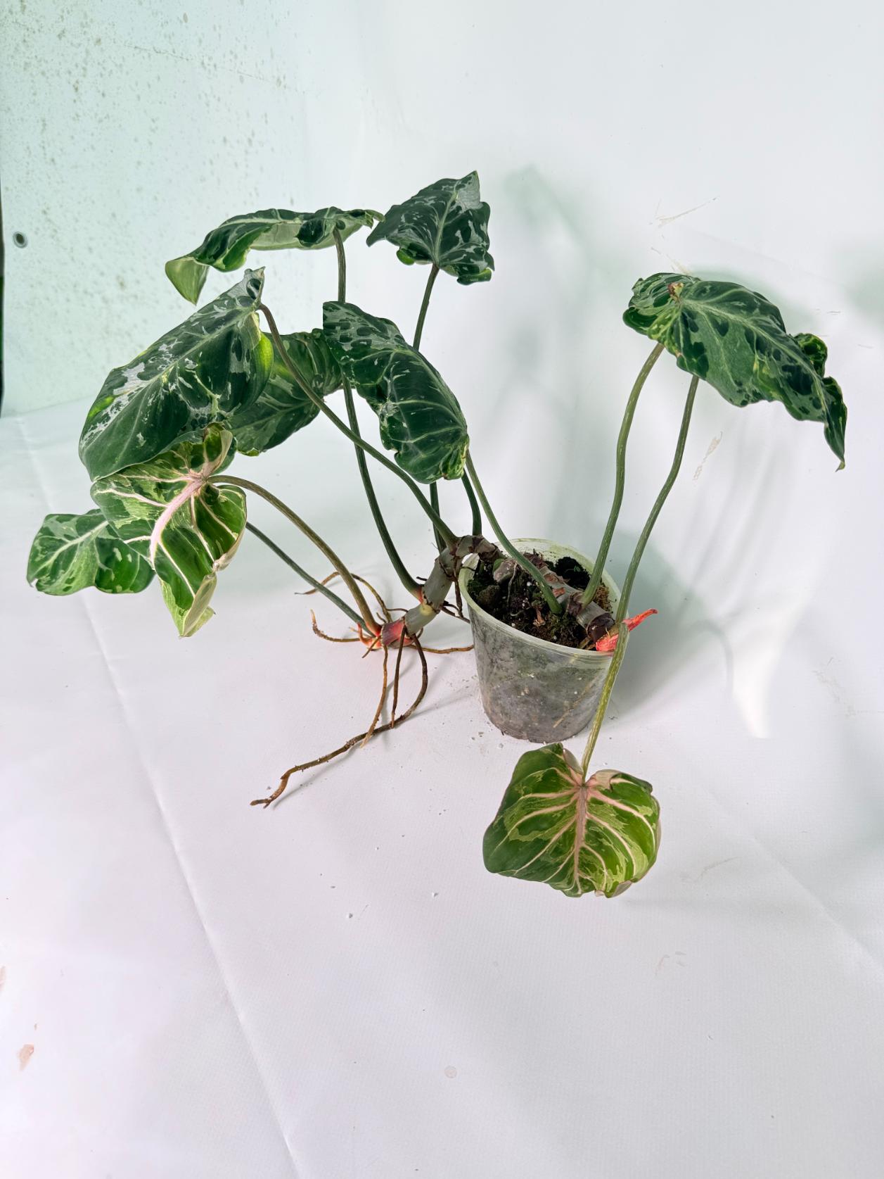 Philodendron Gloriosum Variegata 14