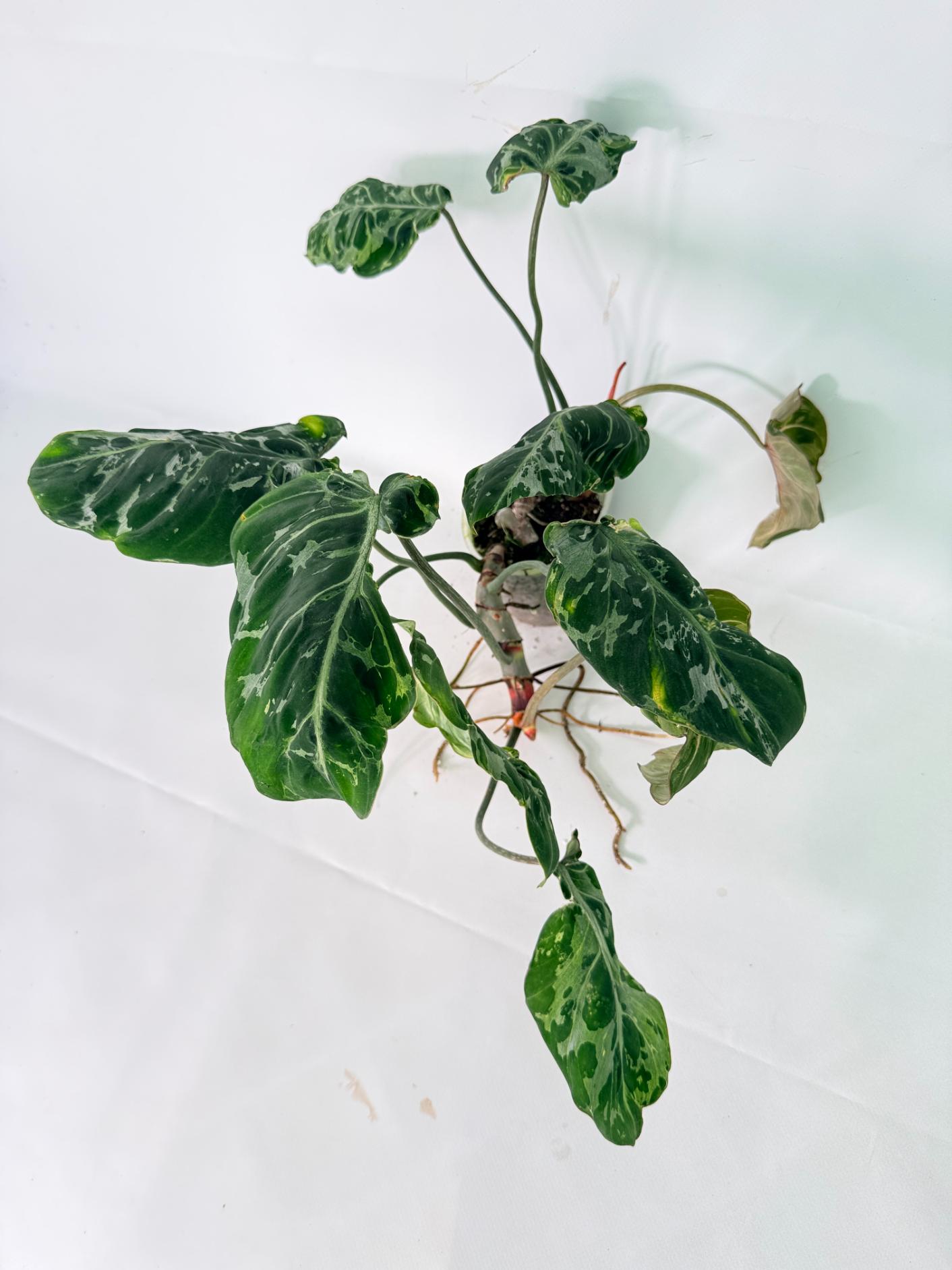 Philodendron Gloriosum Variegata 03