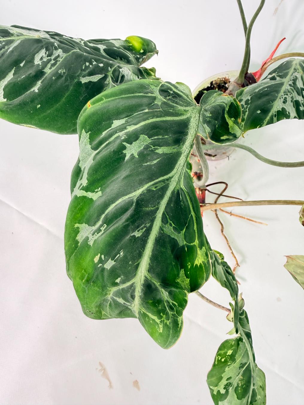 Philodendron Gloriosum Variegata 04