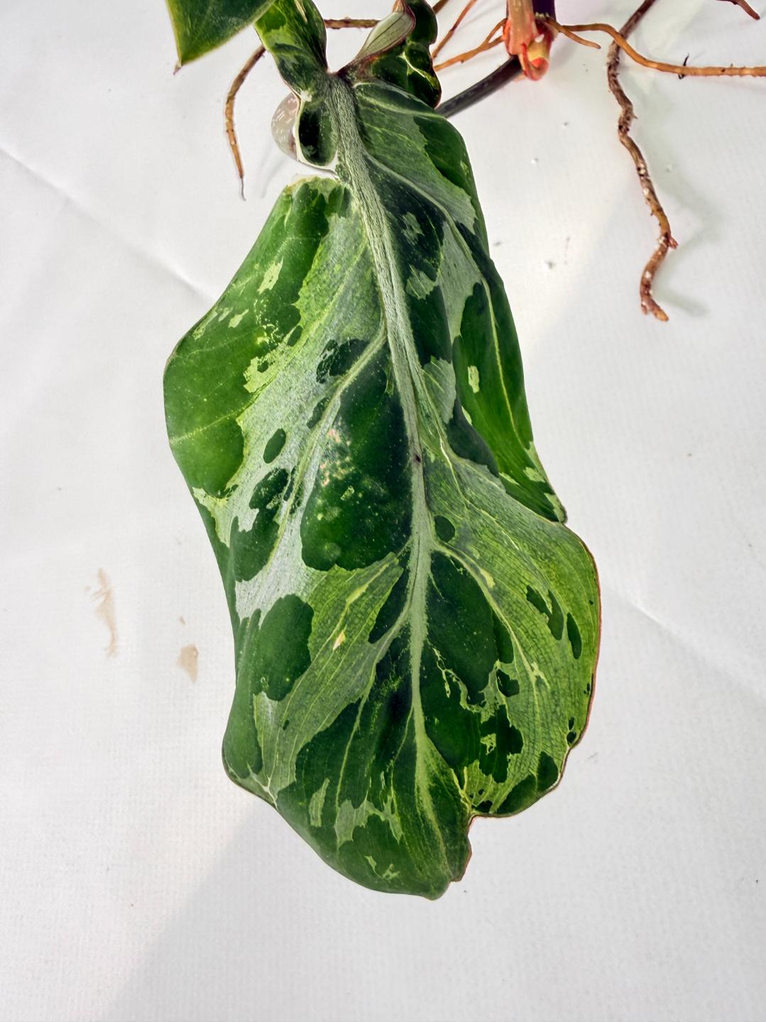 Philodendron Gloriosum Variegata 05