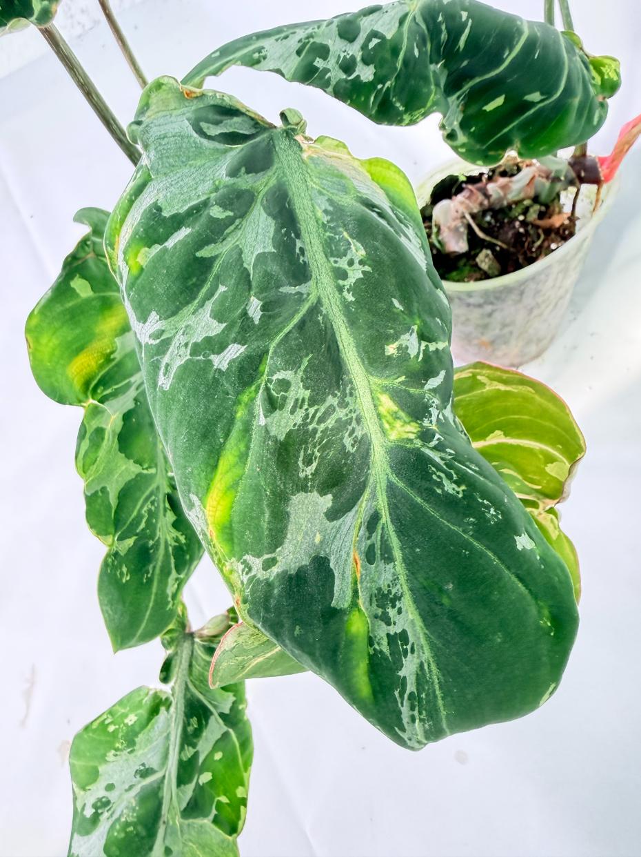 Philodendron Gloriosum Variegata 06