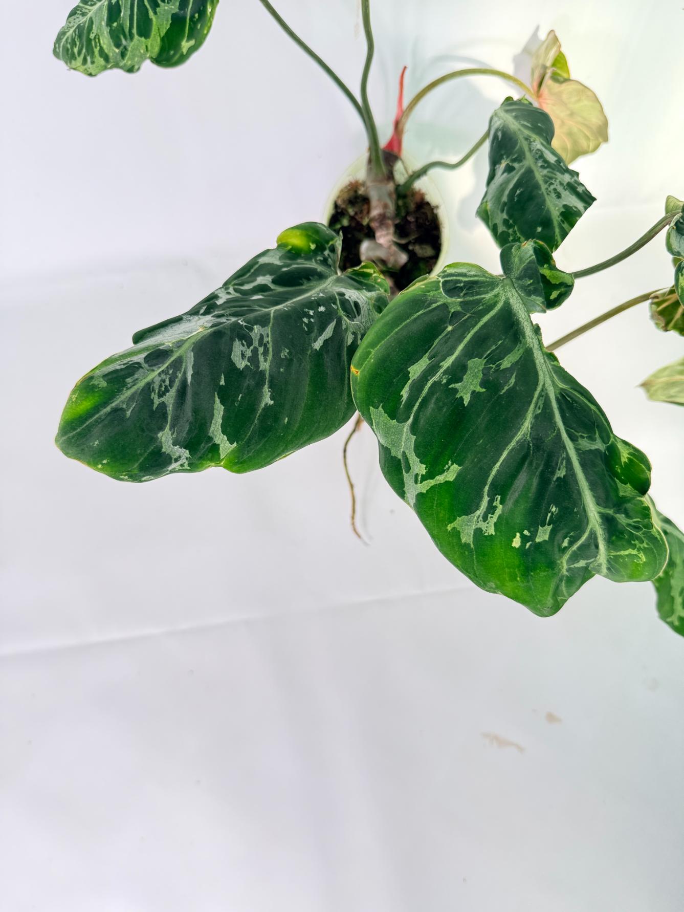 Philodendron Gloriosum Variegata 07