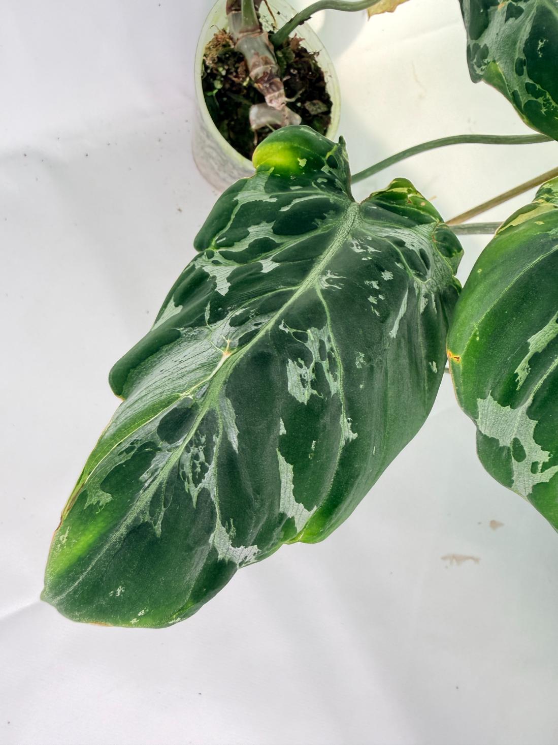 Philodendron Gloriosum Variegata 08