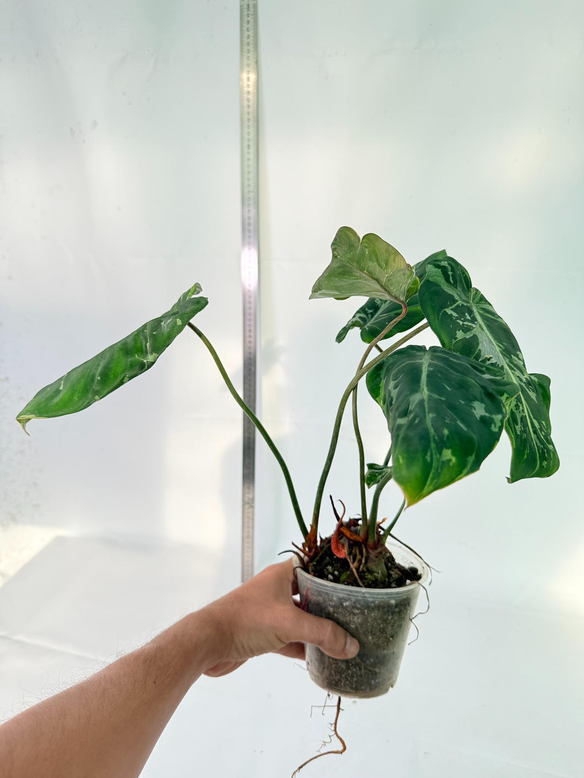 Philodendron Gloriosum Variegata 4