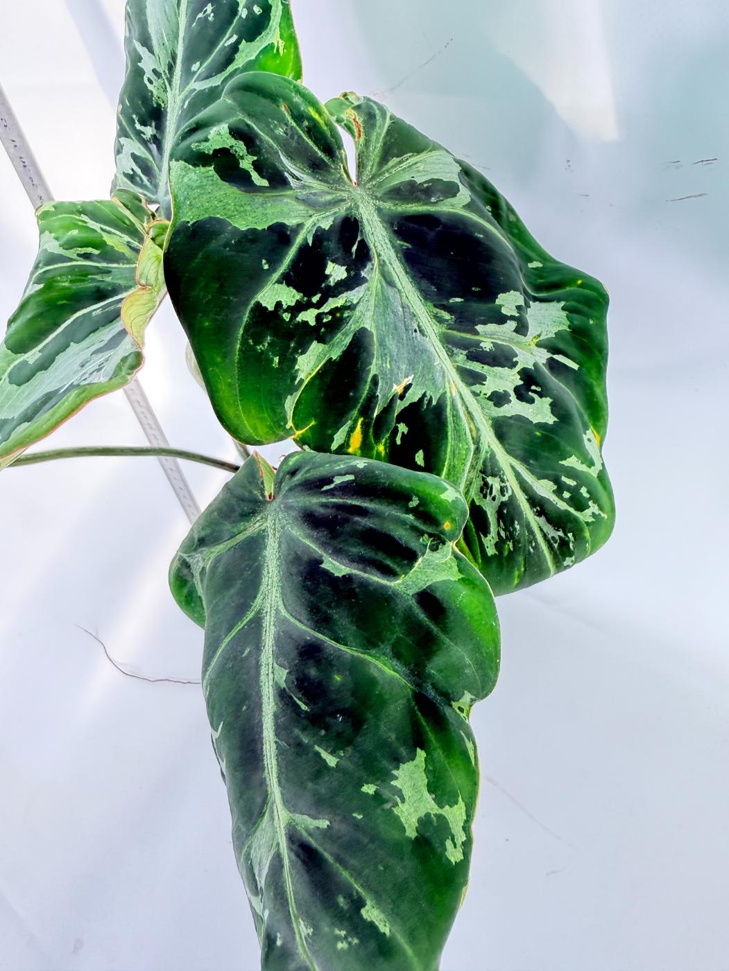 Philodendron Gloriosum Variegata 1