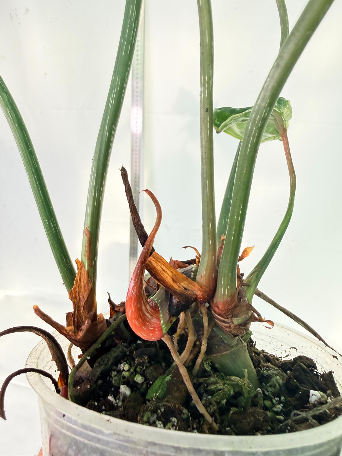 Philodendron Gloriosum Variegata 11