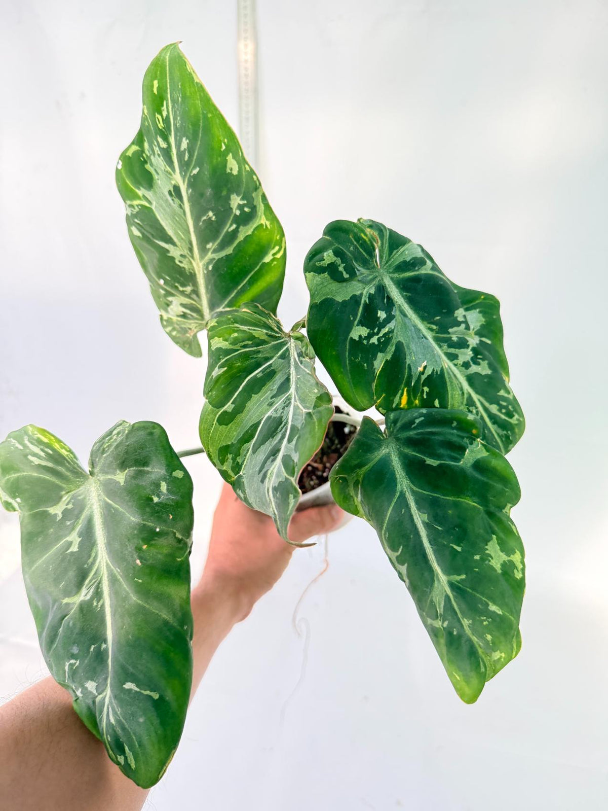Philodendron Gloriosum Variegata 6
