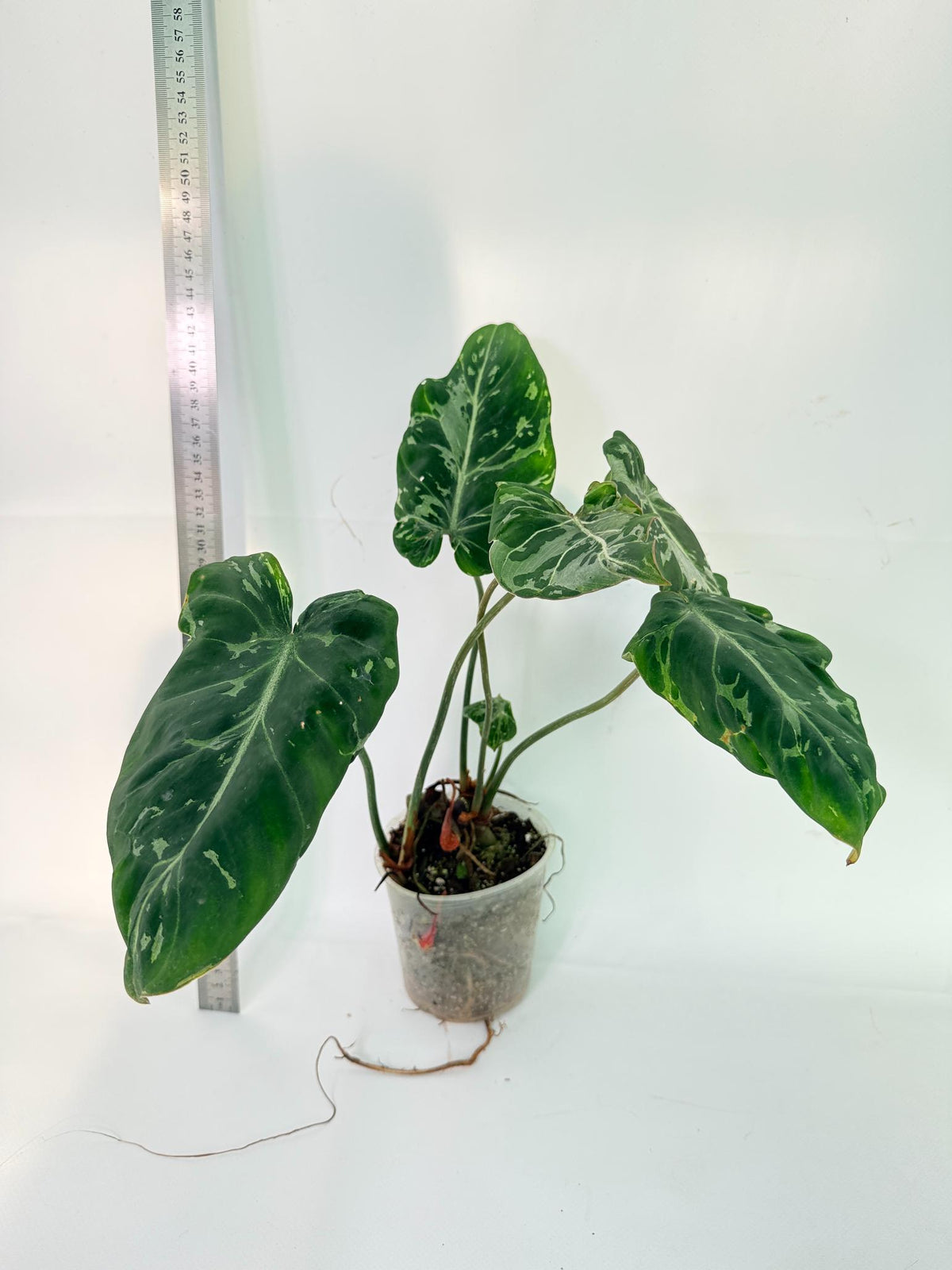Philodendron Gloriosum Variegata 7