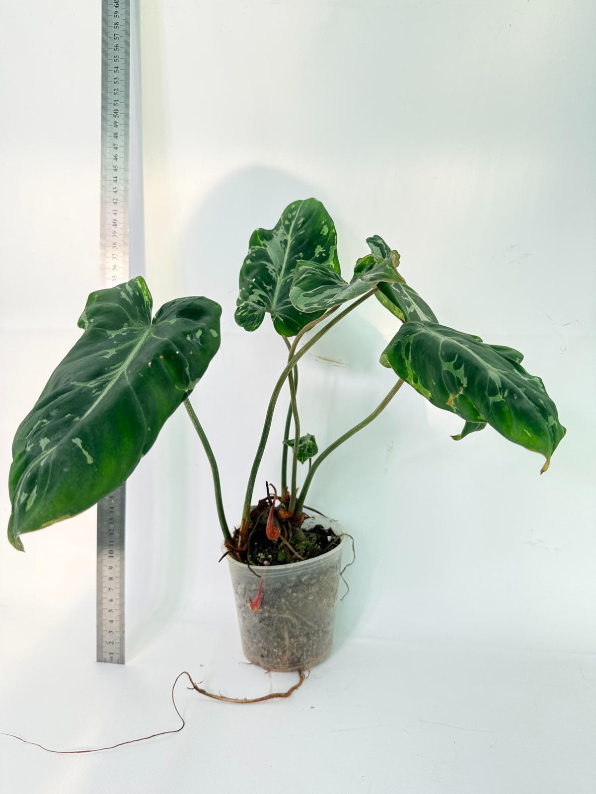 Philodendron Gloriosum Variegata 9
