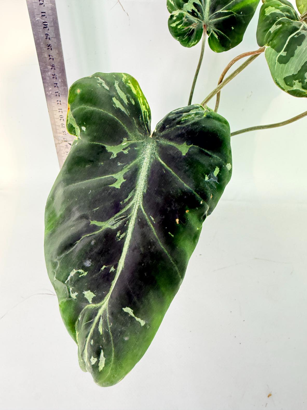 Philodendron Gloriosum Variegata 3